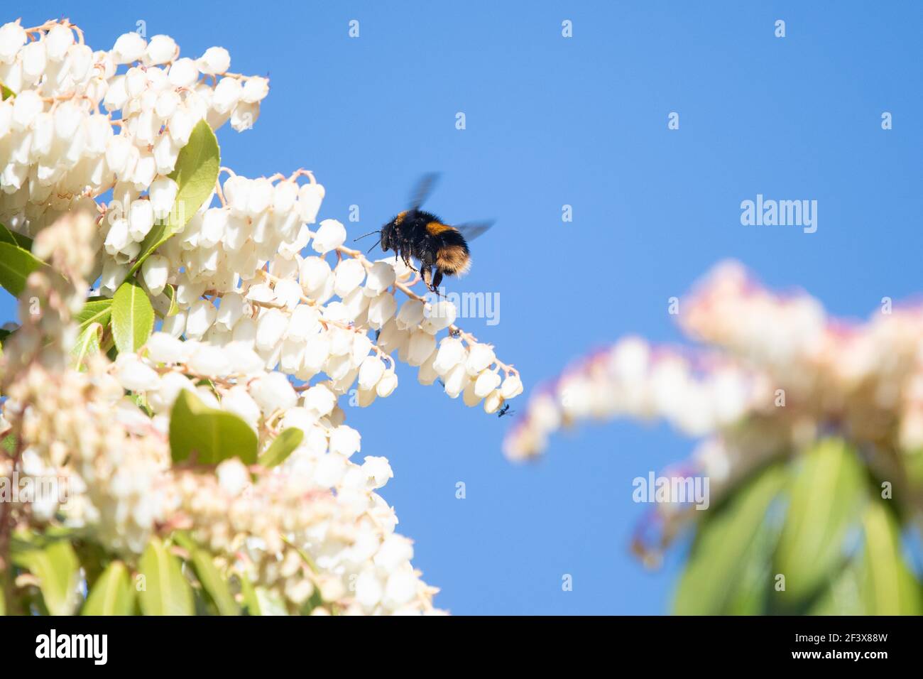Buff-tailed bumblebee queen visiting Pieris Japonica spring flowering shrub on a warm March day in Scotland, UK Stock Photo