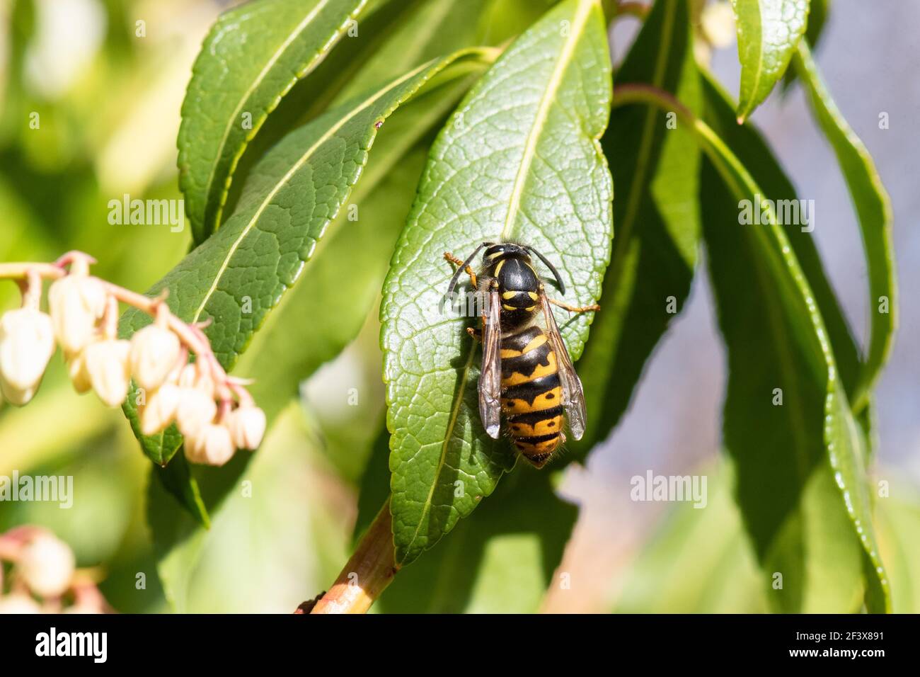 Common Wasp (vespula vulgaris) Queen cleaning herself on Pieris Japonica shrub after emerging from hibernation on a warm March day - Scotland, UK Stock Photo