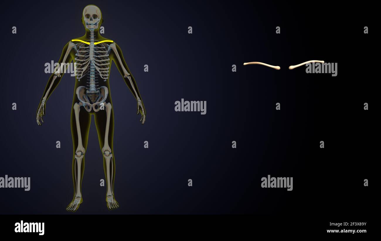 3d illustration of male human body skeleton yellow color inner parts anatomy. Stock Photo