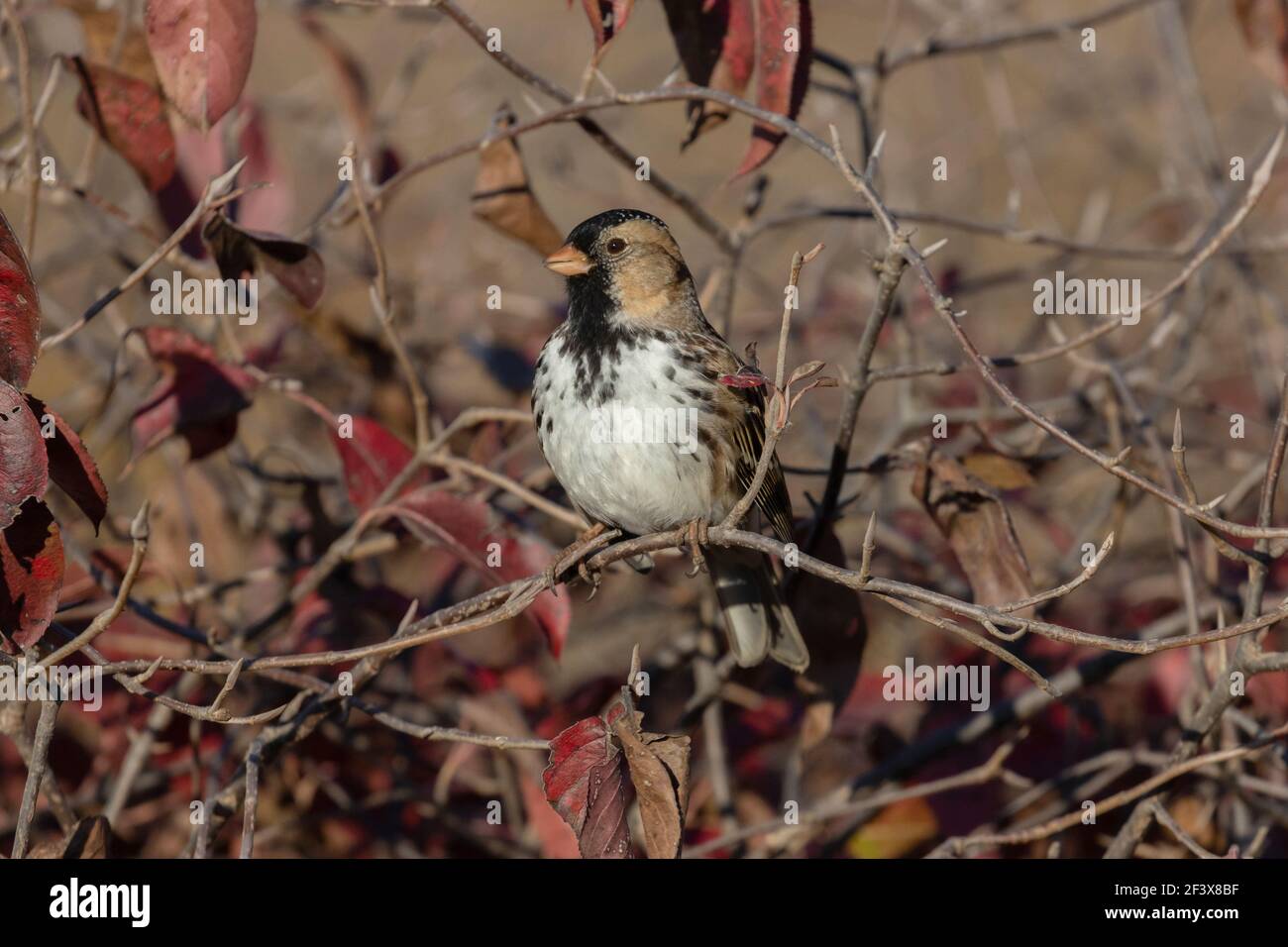 Harris's Sparrow October 10th, 2020 Near Corson, South Dakota Stock Photo