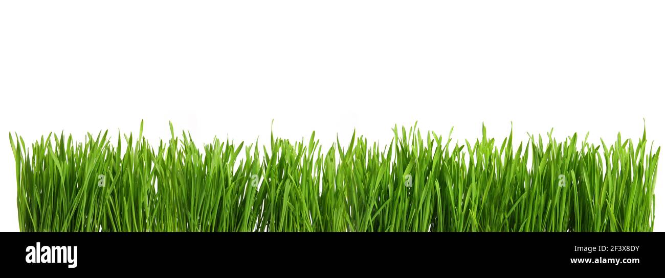 Panorama Greasy green grass cut out and isolated on white background for template and banner design Stock Photo