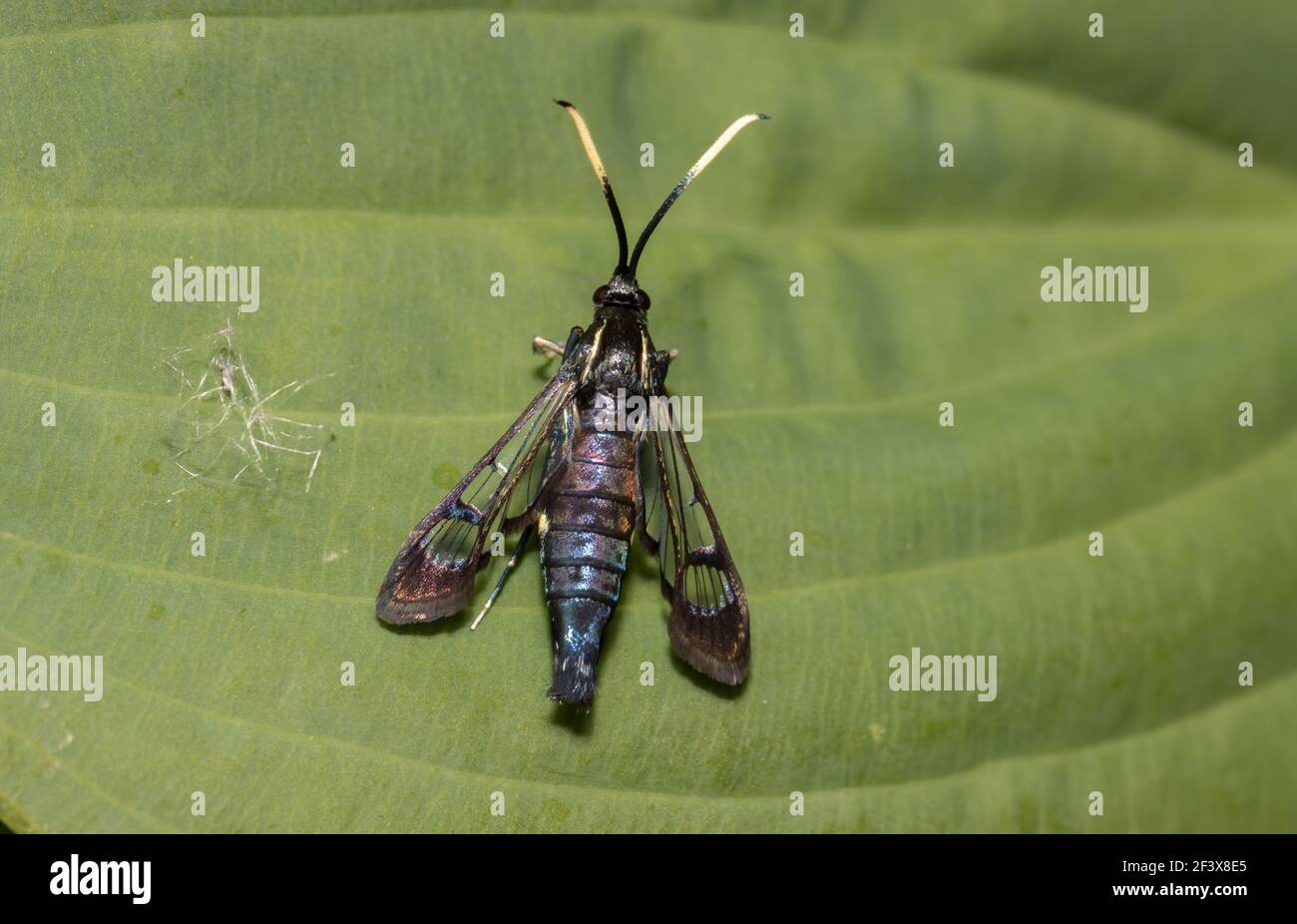 Lesser Viburnum Clearwing Moth (Synanthedeon fatifera) June 21st, 2020 Brandon, South Dakota Stock Photo