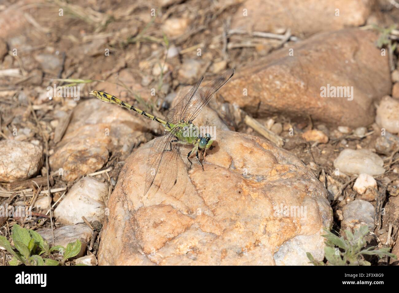 Pale Snaketail - Ophiogomphus severus June 28th, 2020 Black Hills of South Dakota Stock Photo
