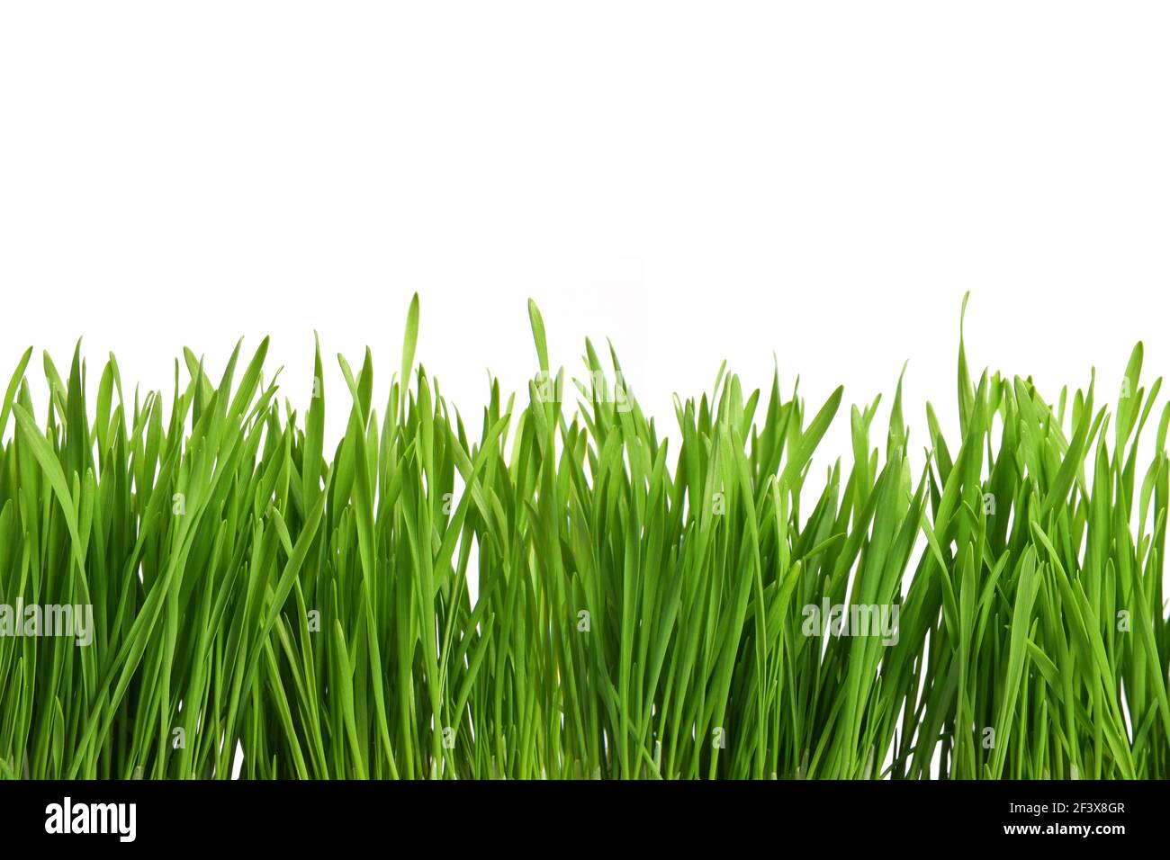 Green grass or Catnip cut out and isolated on white background for template and banner design - Stock Image