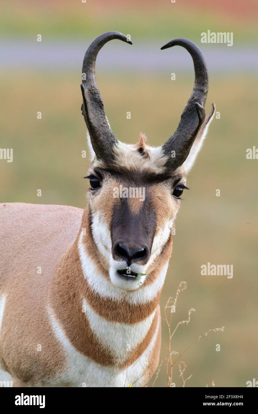 Pronghorn September 1st, 2018 Custer State Park, South Dakota Stock Photo