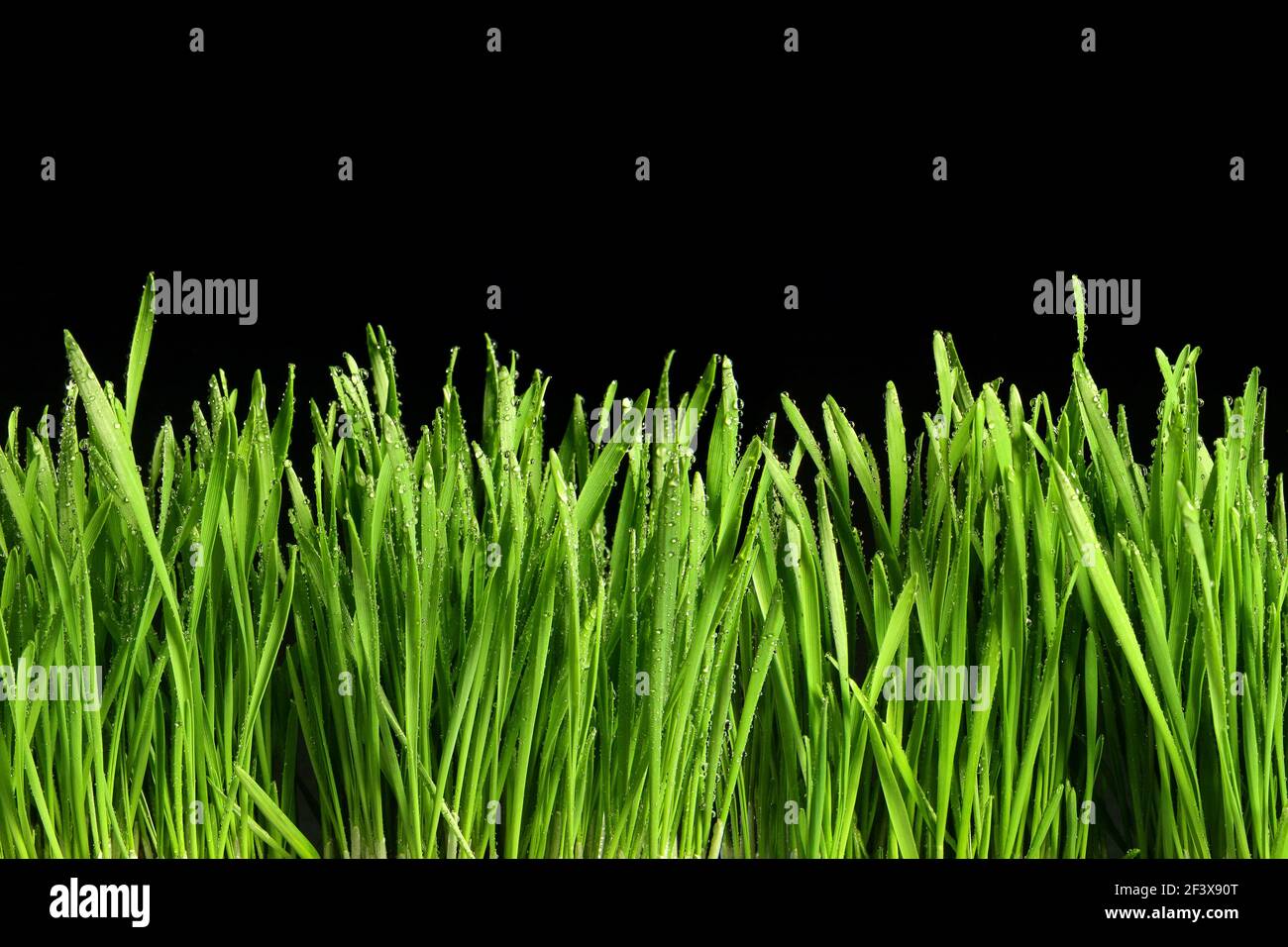 Green grass or Catnip cut out and isolated on black  background for banner design and template - Stock Image