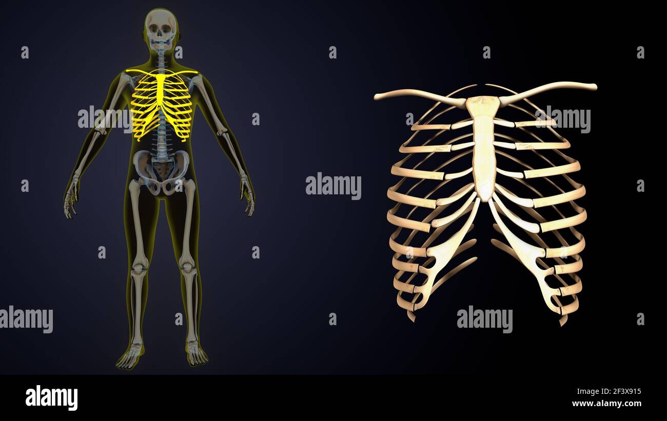 3d illustration of male human body skeleton yellow color inner parts anatomy. Stock Photo