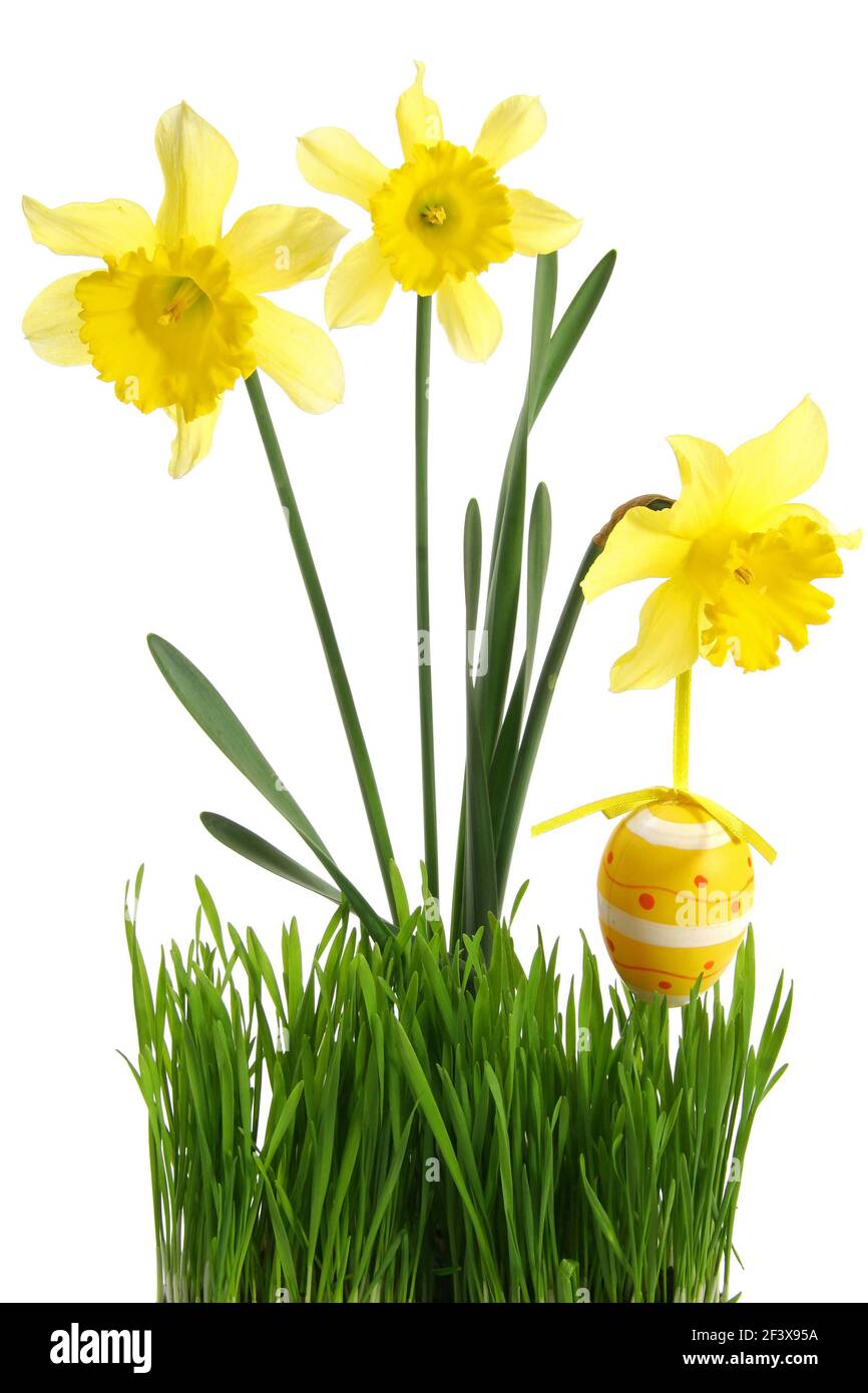 concept of spring season and french easter holidays: Green grass with bouquet of flowers and hanging Easter egg cut out and isolated on white backgrou - Stock Image