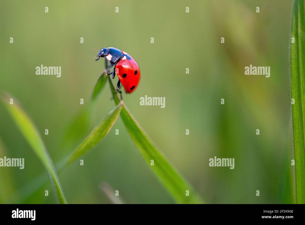 Ladybug is sitting on the grass Stock Photo
