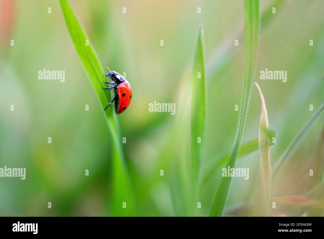 Ladybug is sitting on the grass Stock Photo