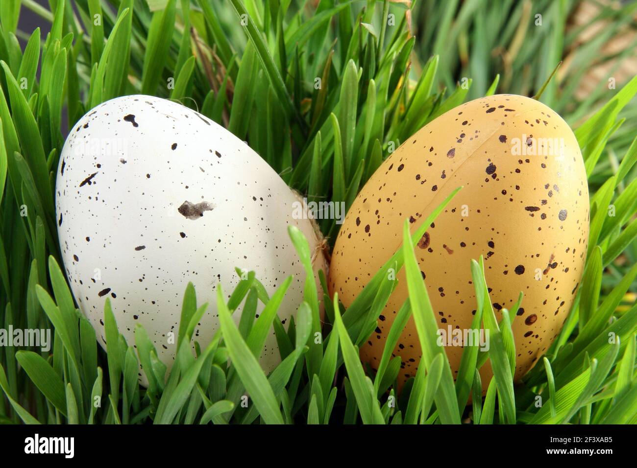 Easter celebration concept: Two close-up Easter eggs hidden in green grass - Stock Image