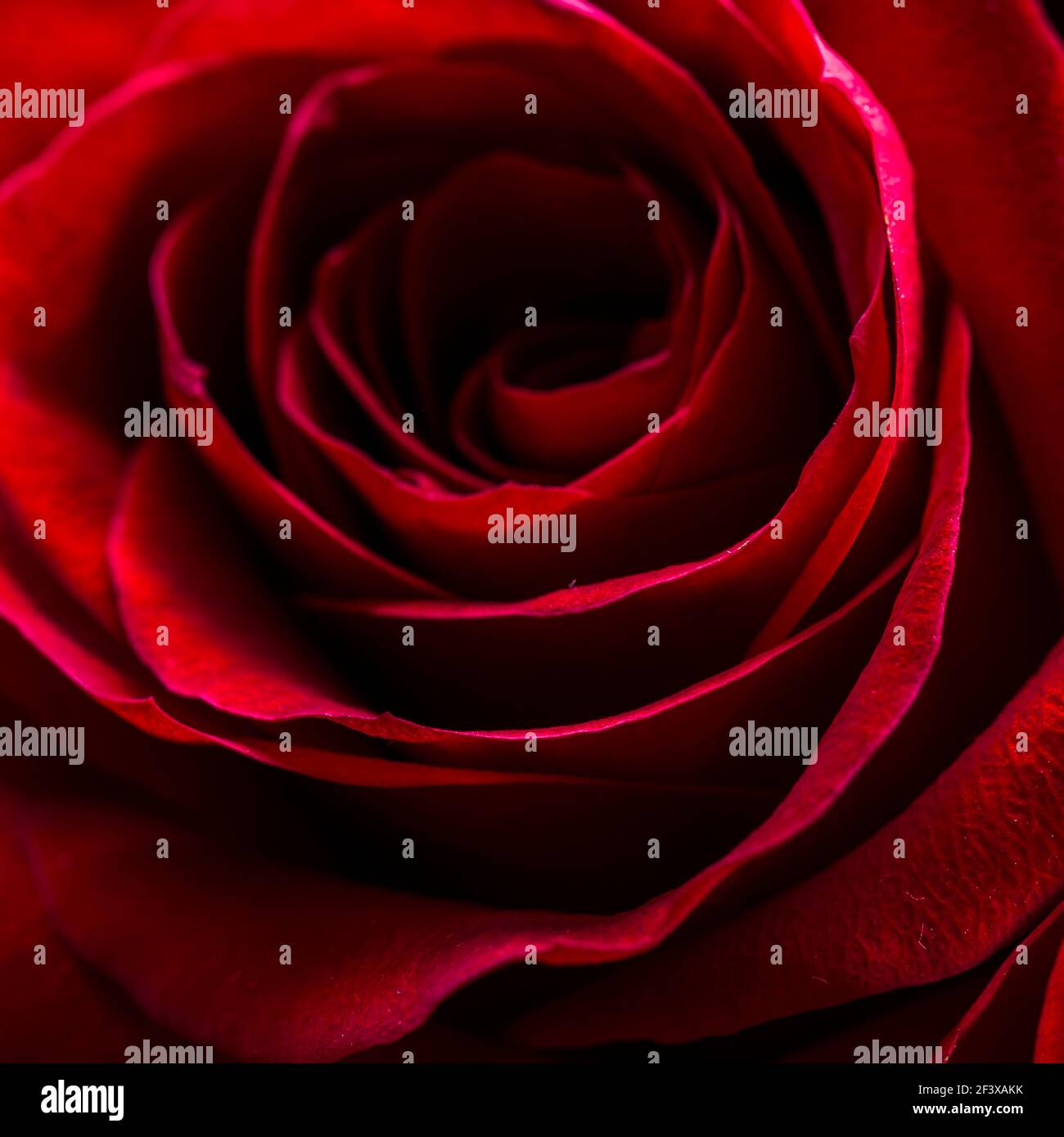 Selective focus, red rose bright background, flowers pattern. Stock Photo