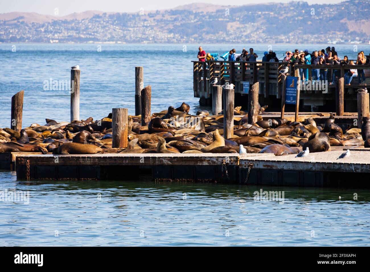 Tourists watching the famous California Sealions, California zalophus, at Pier 39, San Francisco, California, United States of America. Stock Photo
