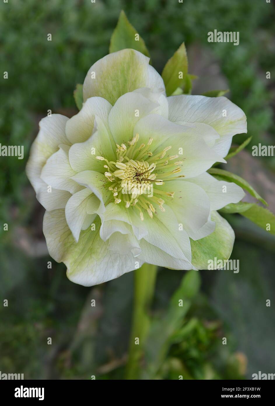 Popular cultivated flowers for winter and spring garden. Black hellebore growing in the spring garden. Hybrid hellebore white or snow rose in the gard Stock Photo