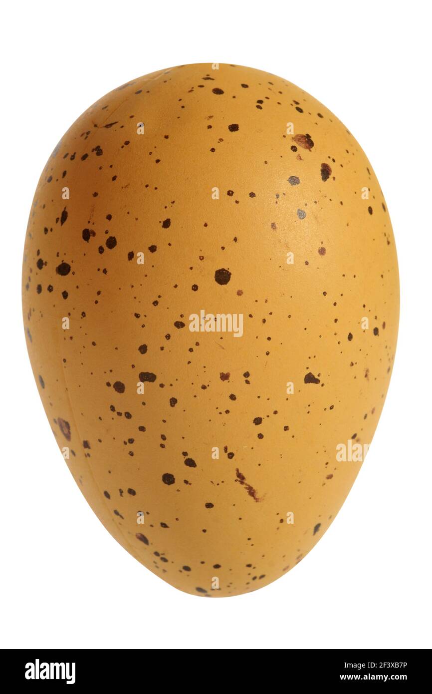 Easter celebration concept: Decorated chicken egg, cut out and isolated on white background - Stock Image