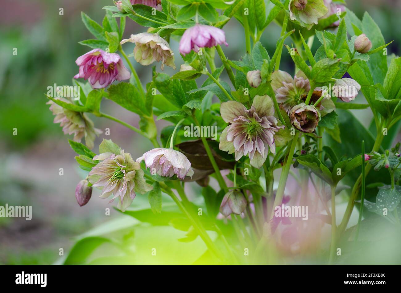 Lenten rose or hellebore Double Ellen Picotee flowers. Densely double large  Christmas rose flower blooms. Hellebore planting in the garden in semi sha  Stock Photo - Alamy