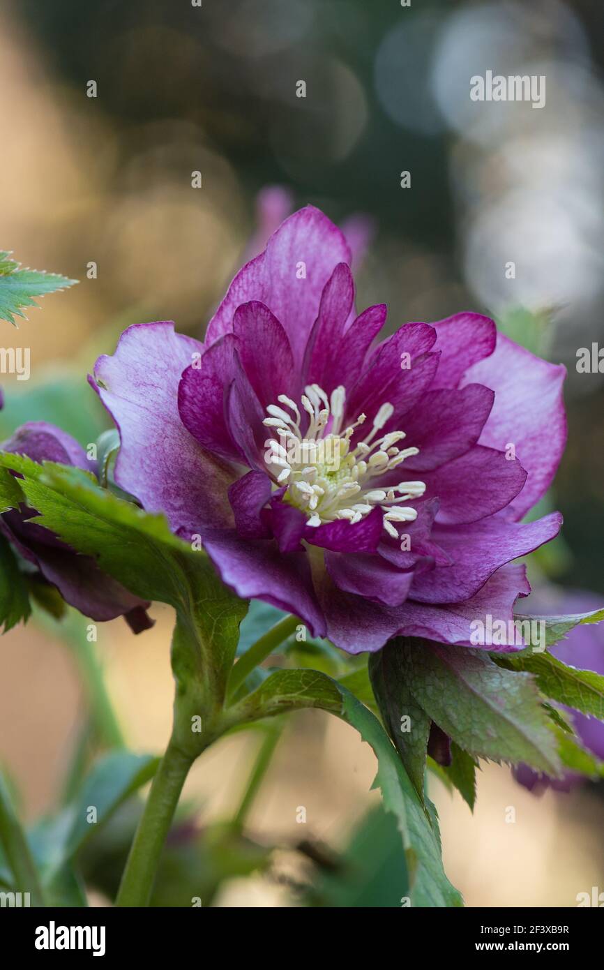 Maroon purple hellebore or lenten rose blooming in the garden. Hellebores Double Crown Rose bloom. Stock Photo