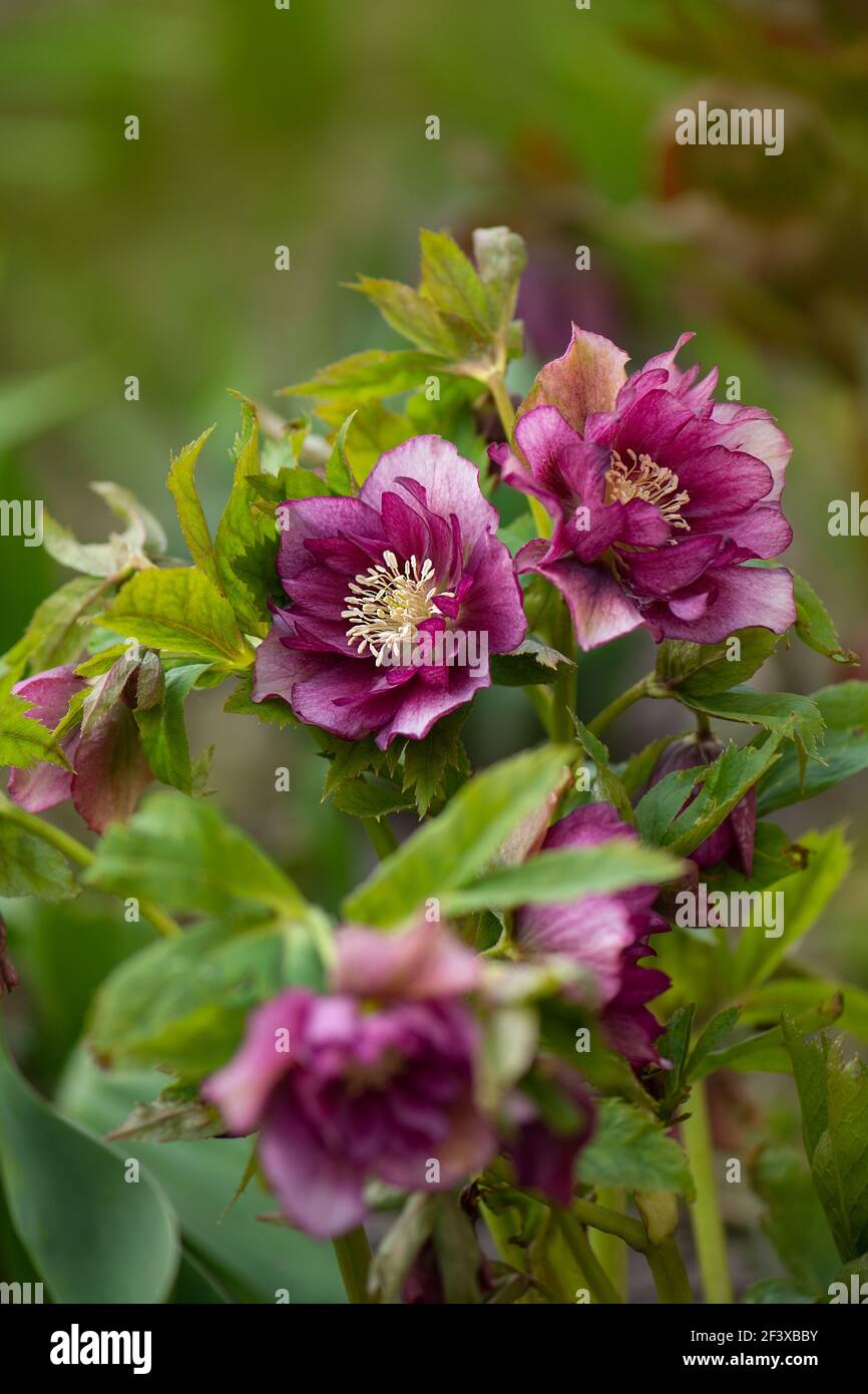 How to grow hellebores Prince Double Red. Hellebore planting in the garden in semi shade. Helleborus is part of buttercup family Ranunculaceae. Stock Photo
