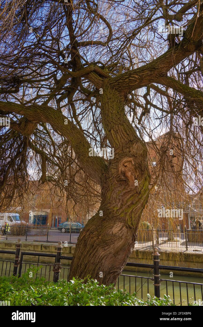 willows, pliable twigs, basketry, furniture, flexible twig, willow tree