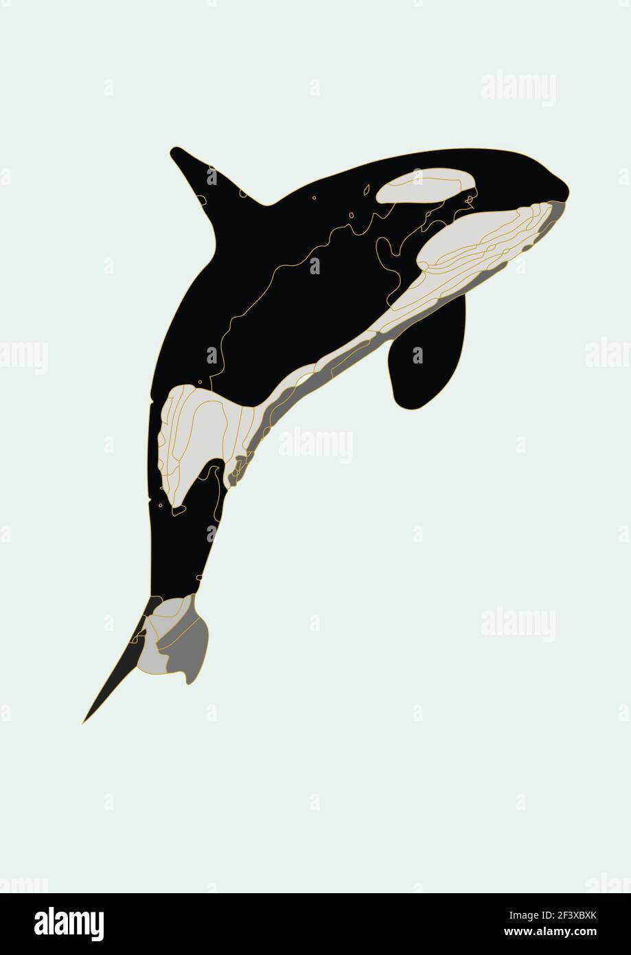 An illustration of a killer whale isolated on white background Stock ...