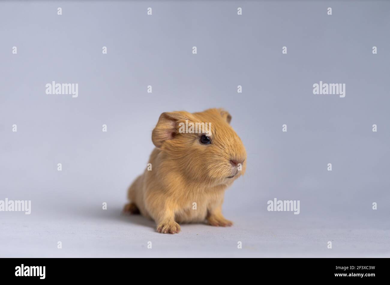 A Cute Californian Guinea Pig Baby On A Light Purple Background Stock Photo Alamy