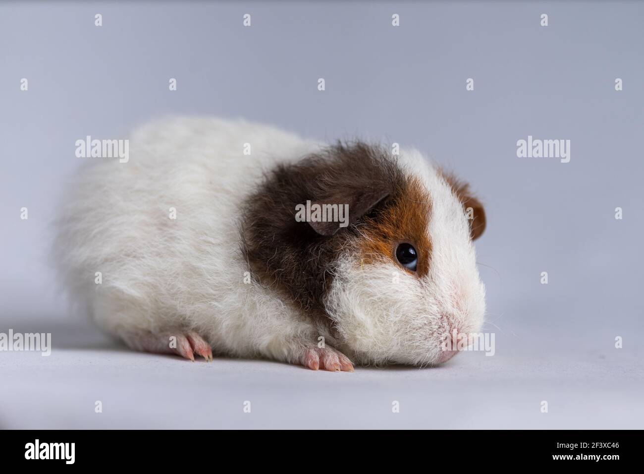 Guinea pig us best sale teddy