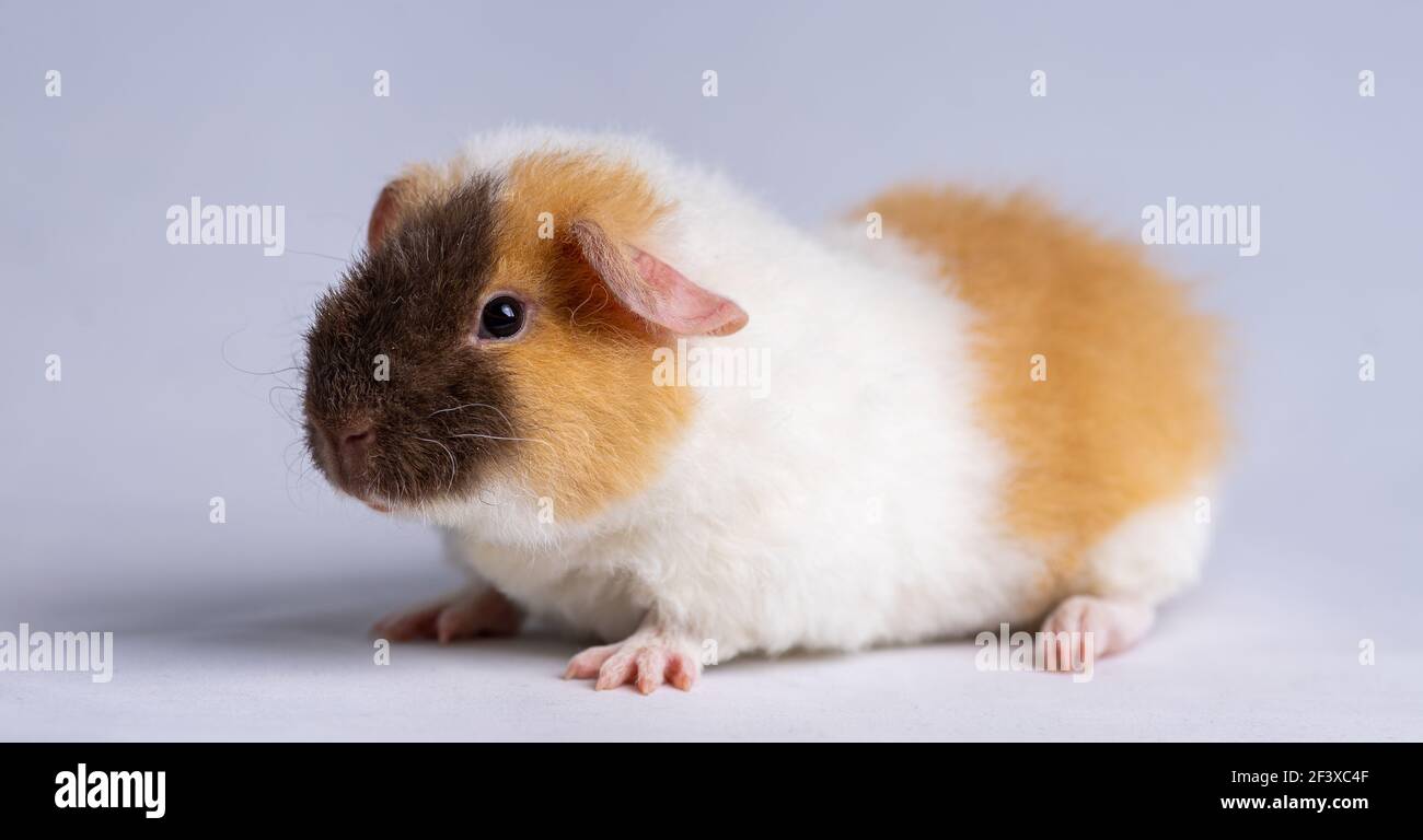 Guinea pig teddy sale
