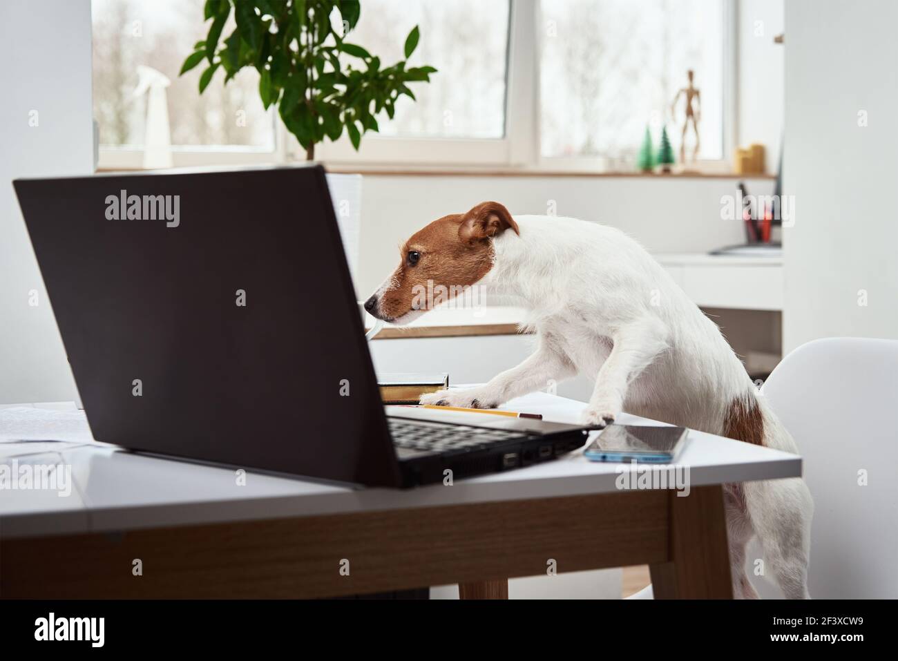 Dog working on laptop at home office. Remote work concept Stock Photo