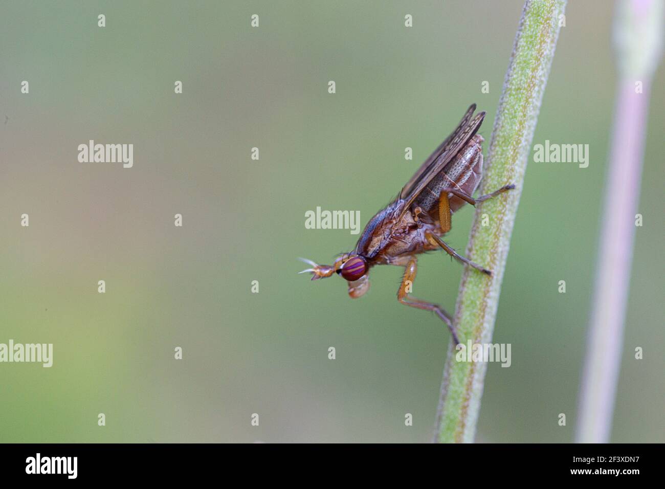 Fly Diptera in closeup or macro view Stock Photo