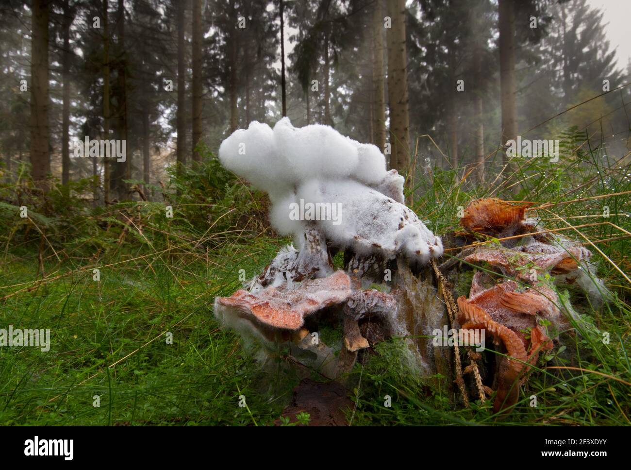 Moldy mushroom, a Freckled dapperling, growing on a rotting tree trunk in a forest Stock Photo