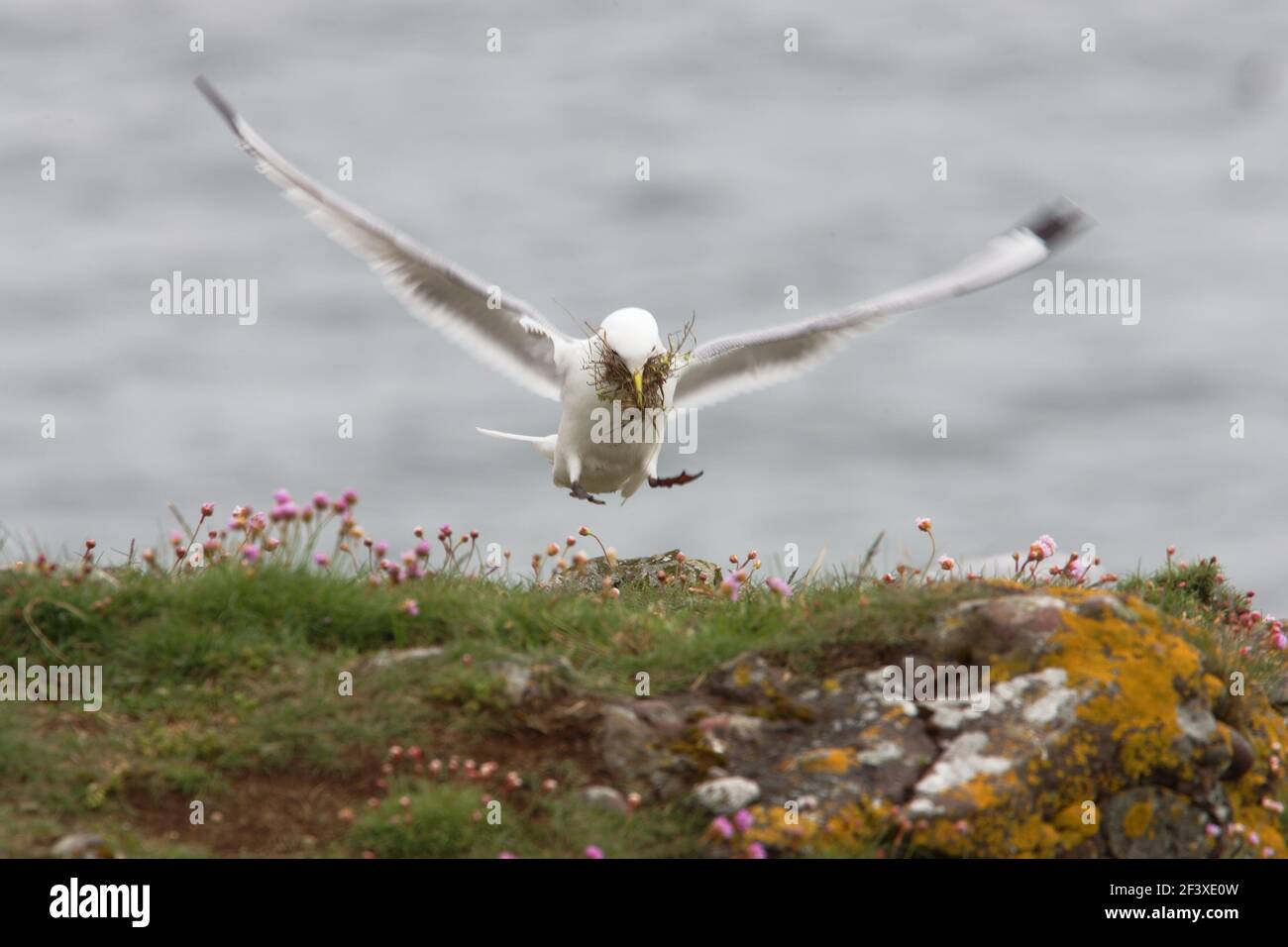 Kittiwake - Coming in to land with nesting materialLarus tridactyla Fowlsheugh RSPB Reserve Grampian, UK BI010050 Stock Photo