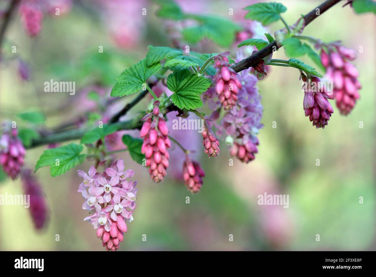 Ribes sanguineum (Latin for blood red).  A single stem of hanging flowers. Stock Photo