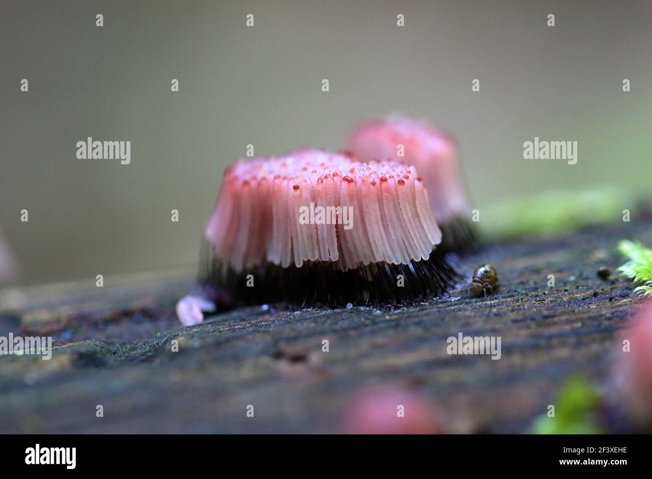 Myxomyceta Slime Mold Stemonitis fusca on wood Stock Photo