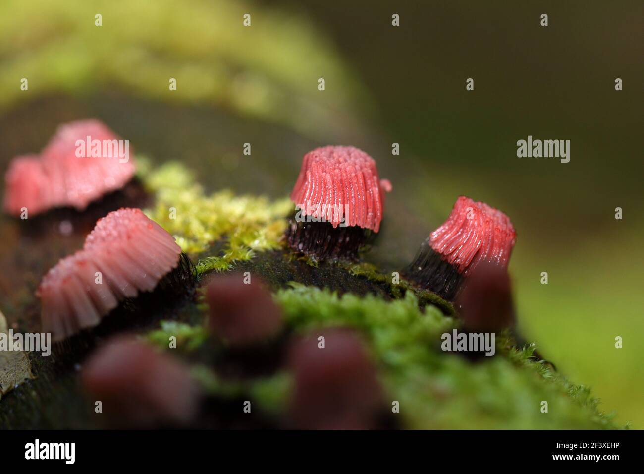 Myxomyceta Slime Mold Stemonitis fusca on wood Stock Photo