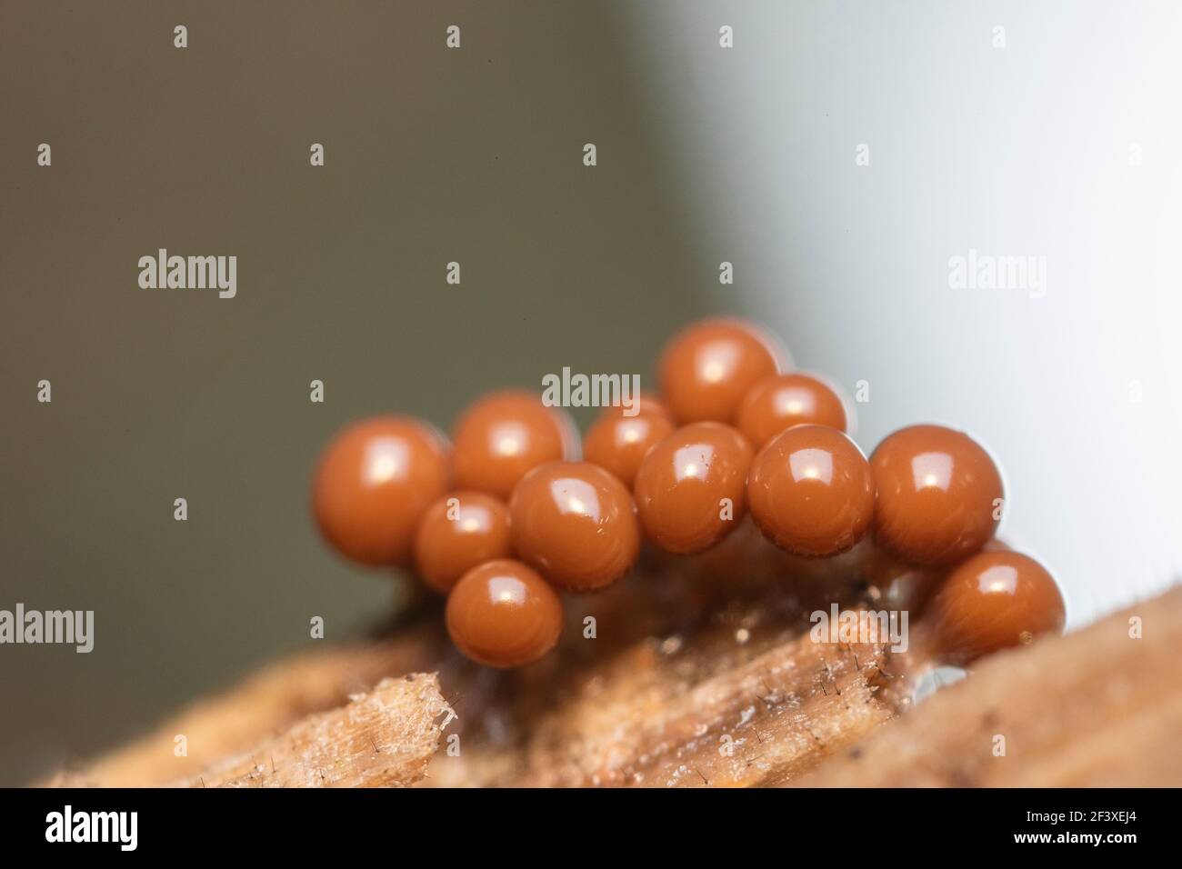 Slime mold on decaying wood in autumn Stock Photo