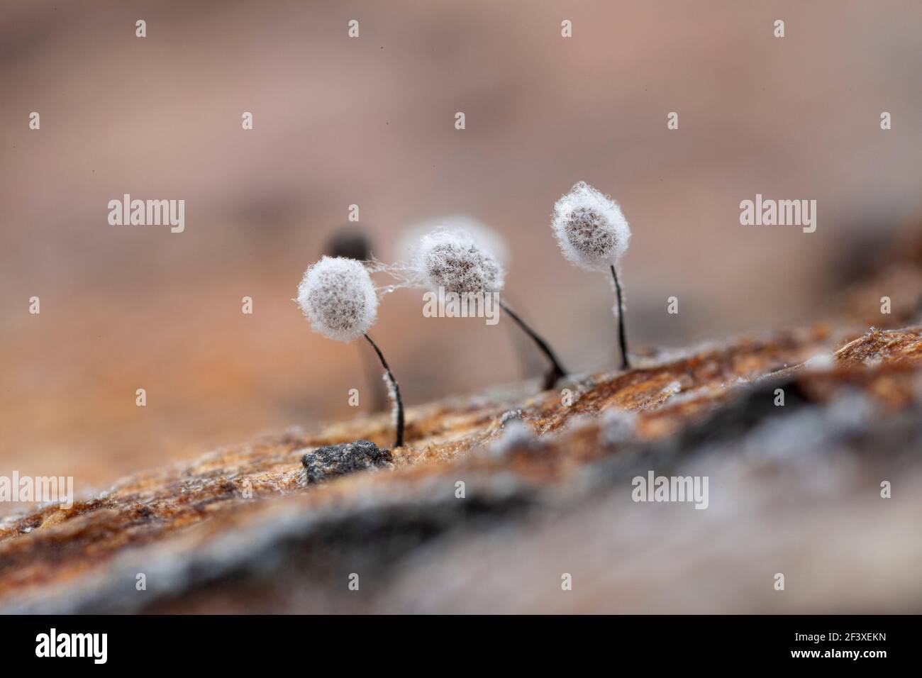 Slime mold on decaying wood in autumn Stock Photo