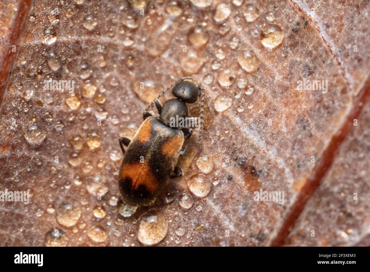 Antlike flower beetle Anthicus antherinus in close view Stock Photo