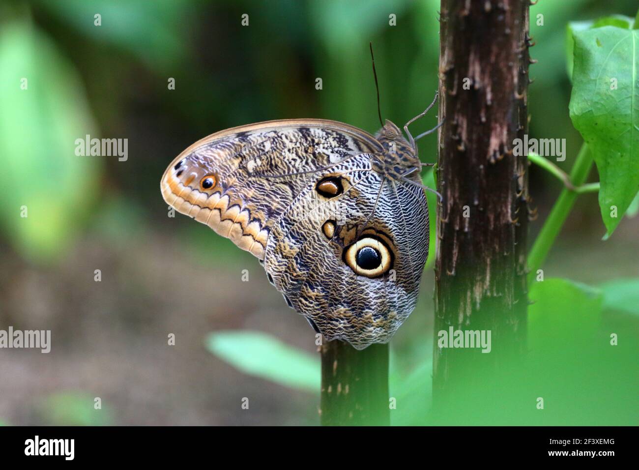 Atrophaneura hi-res stock photography and images - Page 2 - Alamy