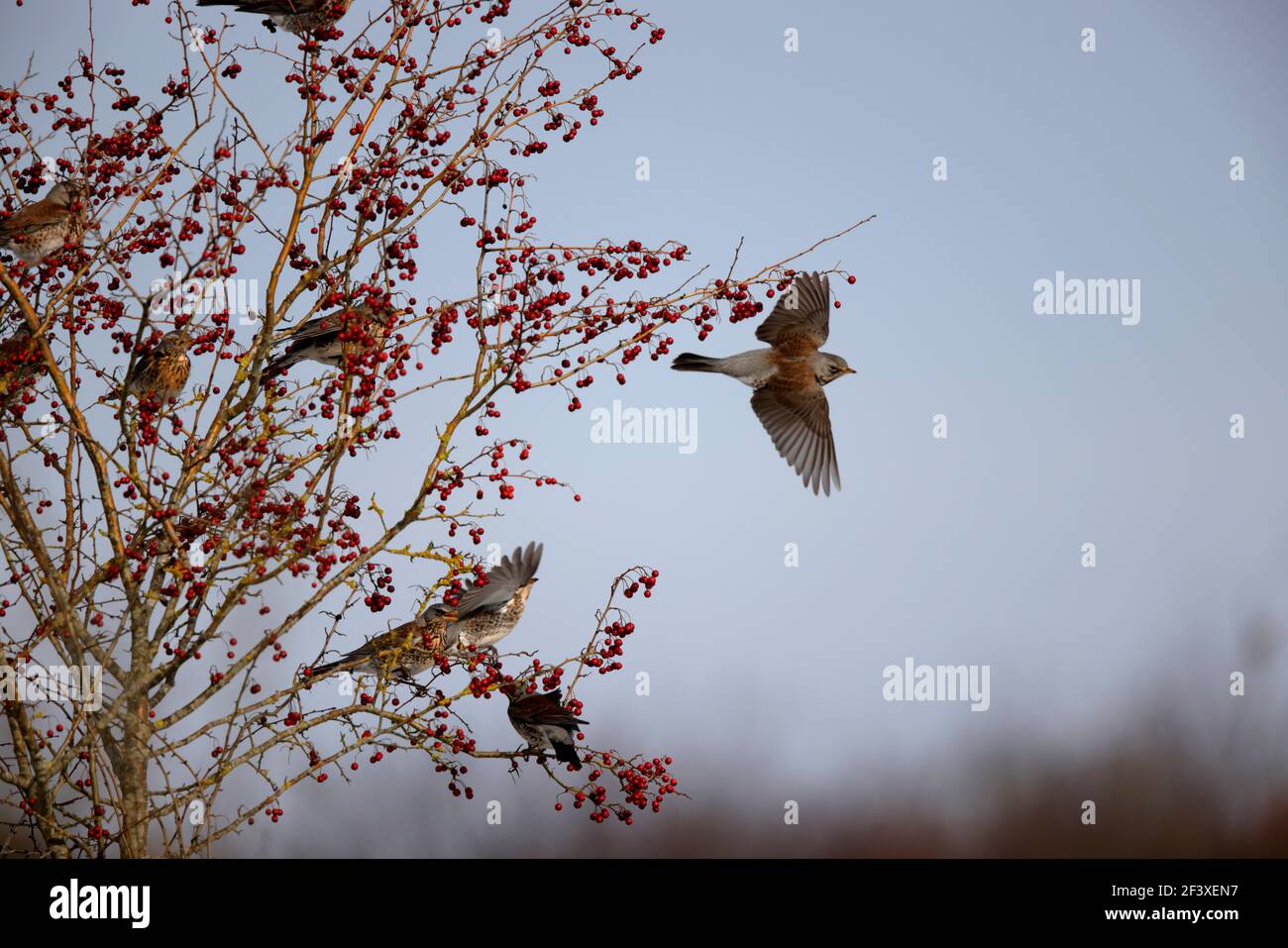 Turdus pilaris Fieldfare feeding on red berries Stock Photo