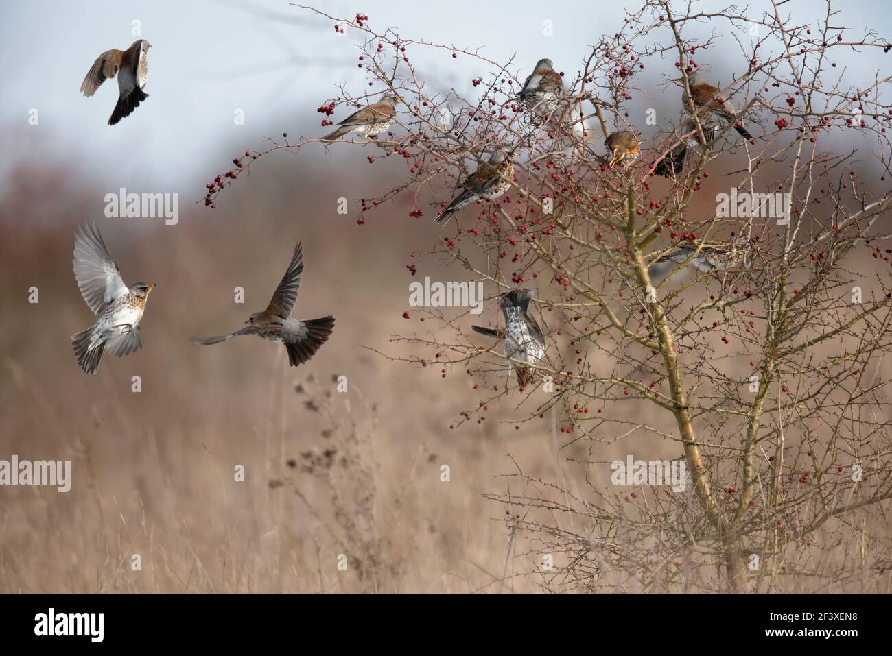 Turdus pilaris Fieldfare feeding on red berries Stock Photo