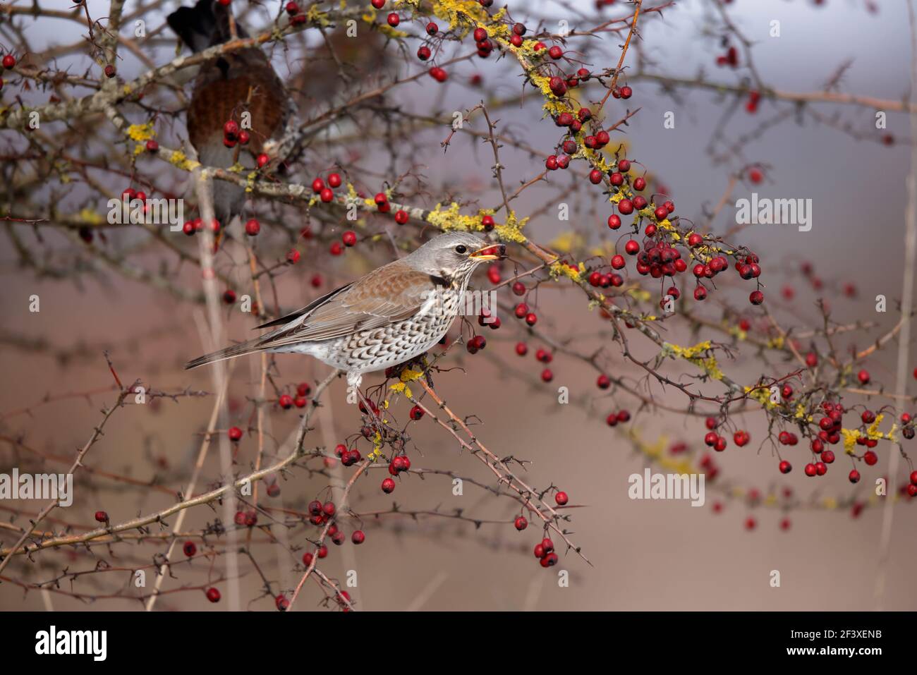 Turdus pilaris Fieldfare feeding on red berries Stock Photo