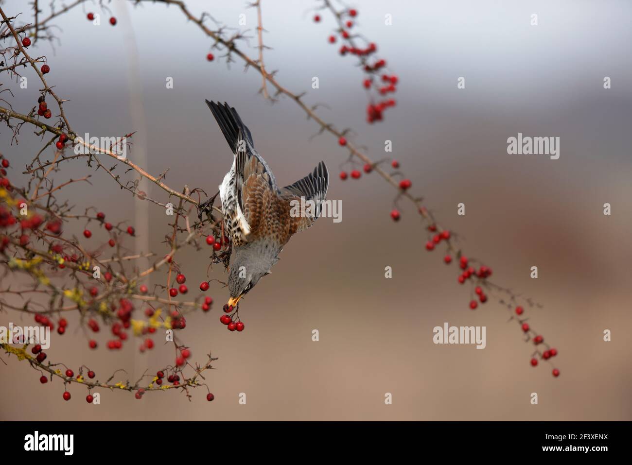 Turdus pilaris Fieldfare feeding on red berries Stock Photo