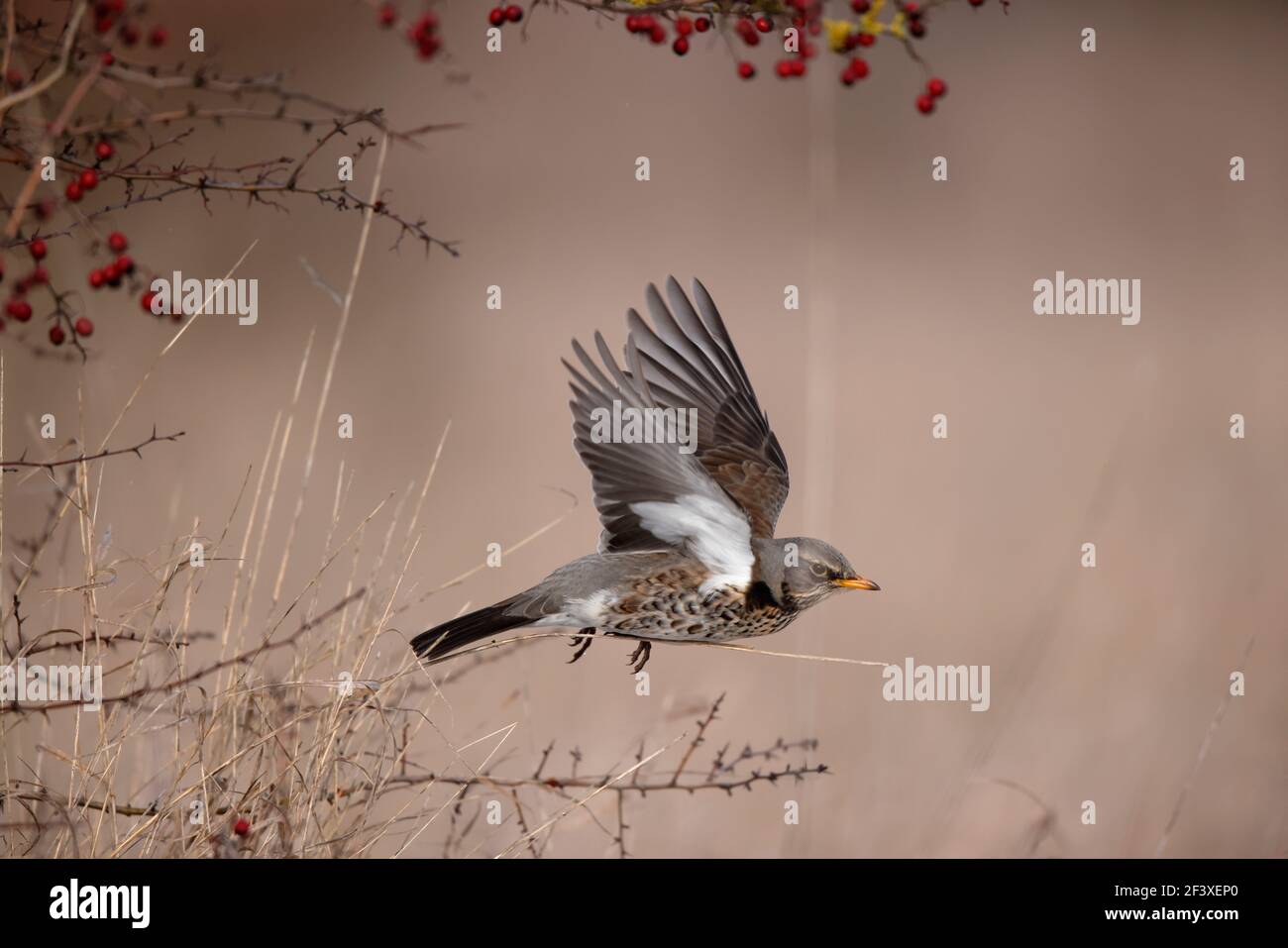 Turdus pilaris Fieldfare feeding on red berries Stock Photo