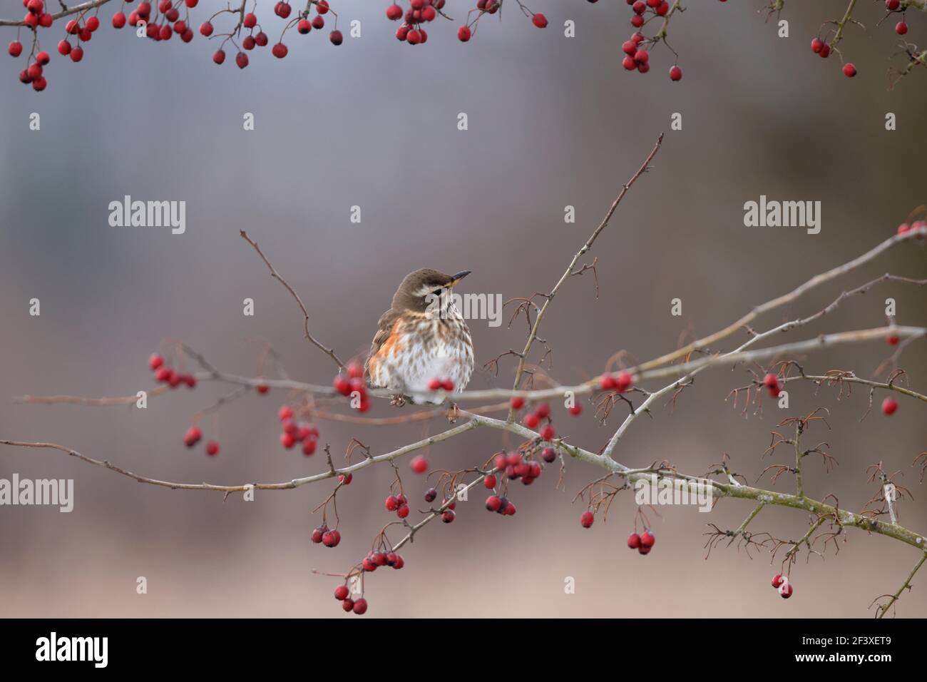 Turdus iliacus Redwing feeding on red berries Stock Photo