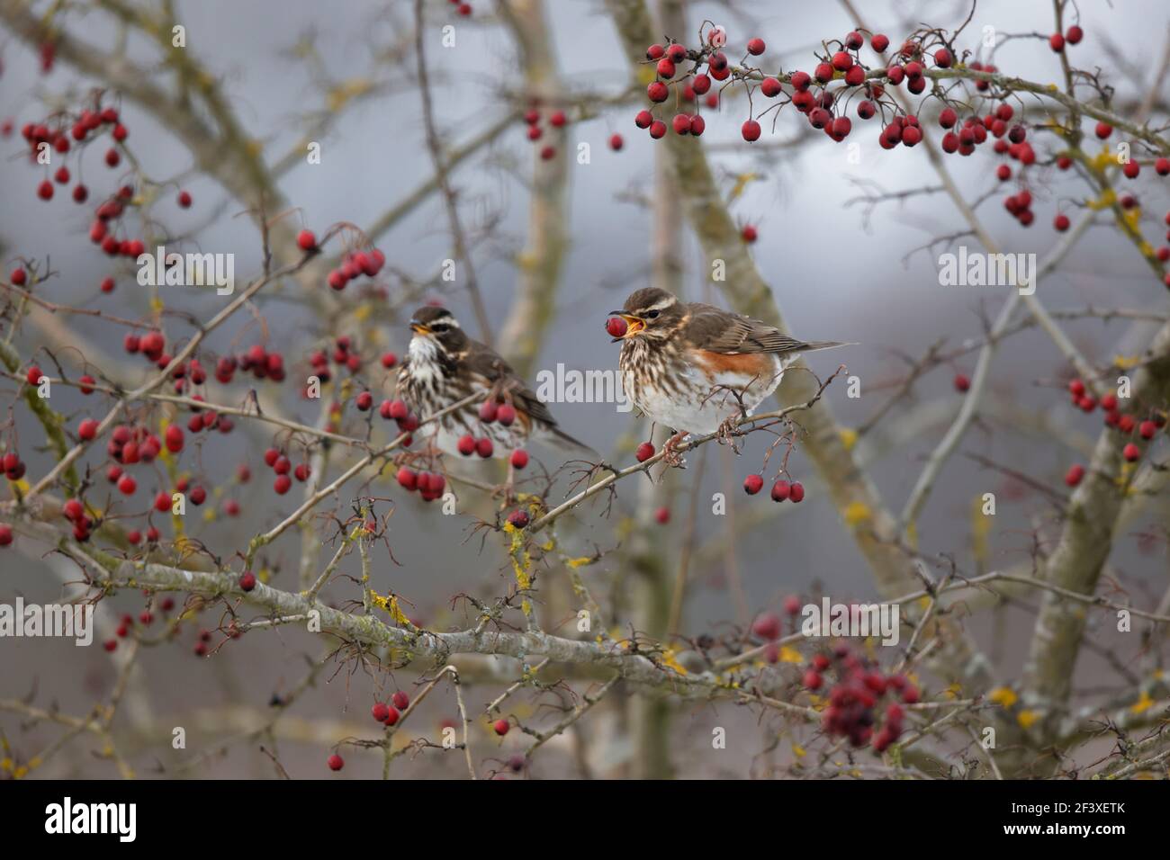 Turdus iliacus Redwing feeding on red berries Stock Photo