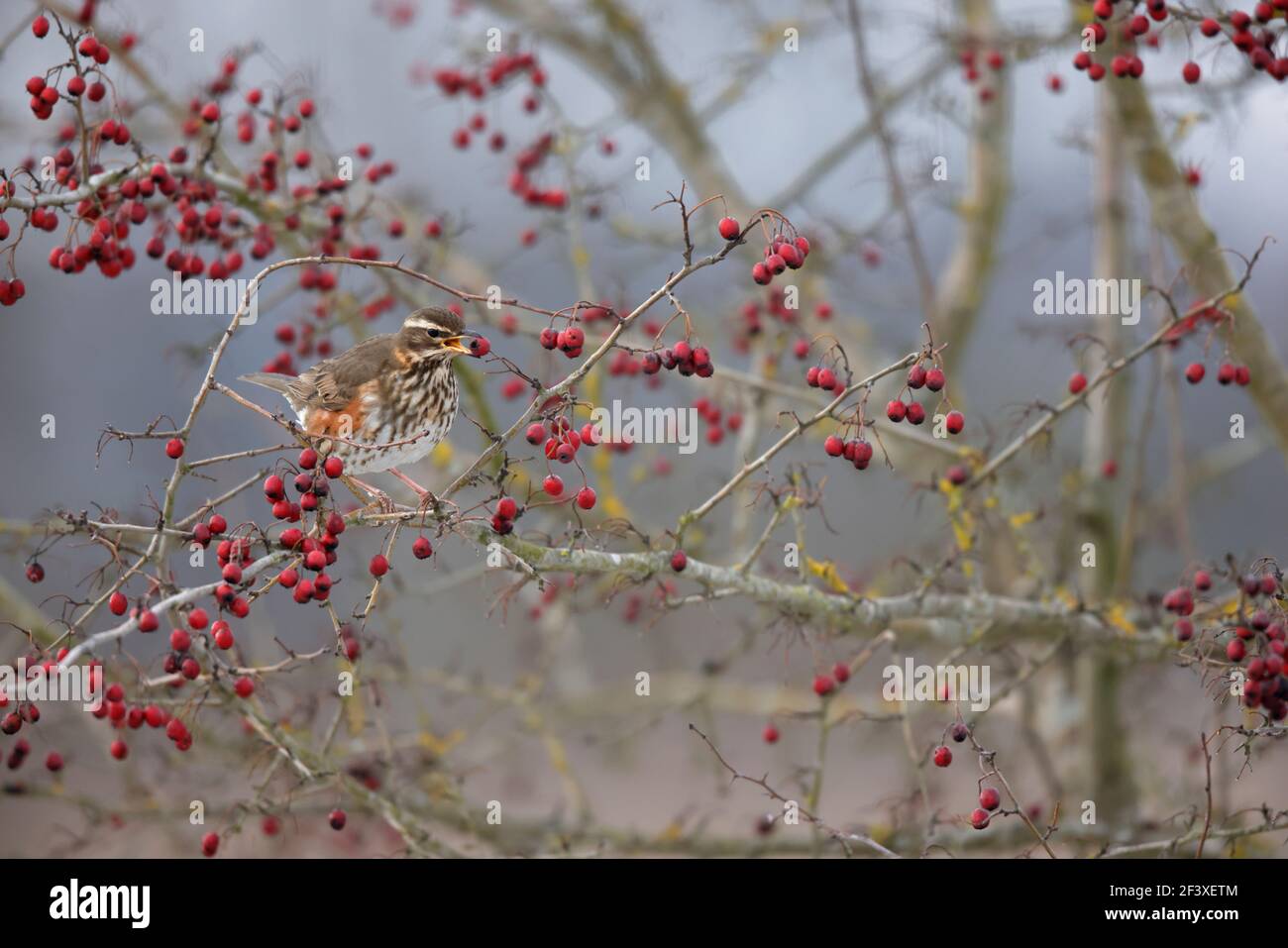 Turdus iliacus Redwing feeding on red berries Stock Photo