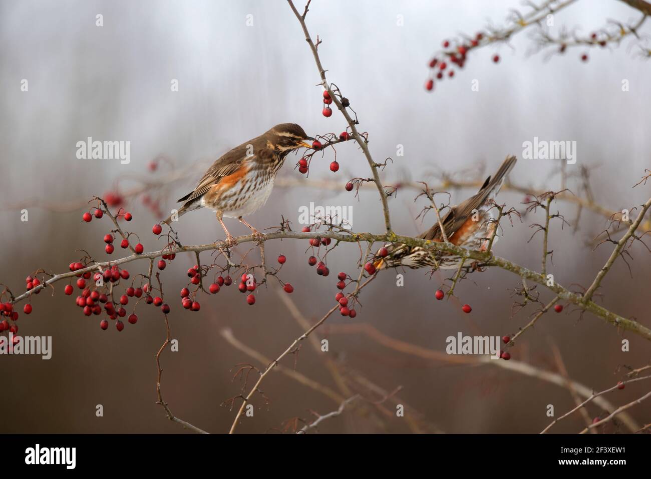 Turdus iliacus Redwing feeding on red berries Stock Photo