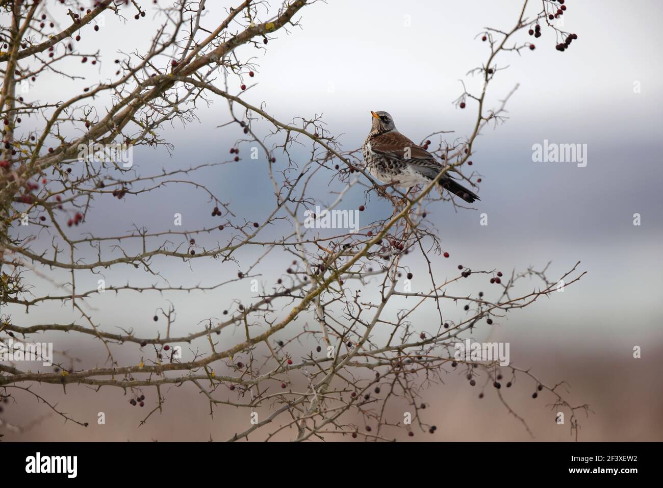 Turdus pilaris Fieldfare feeding on red berries Stock Photo