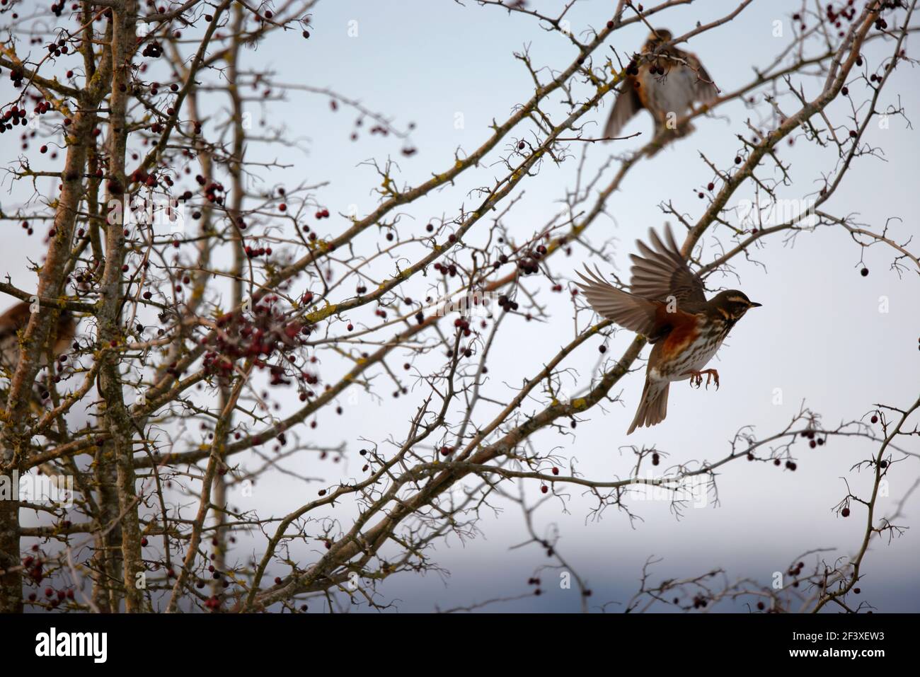 Turdus iliacus Redwing feeding on red berries Stock Photo