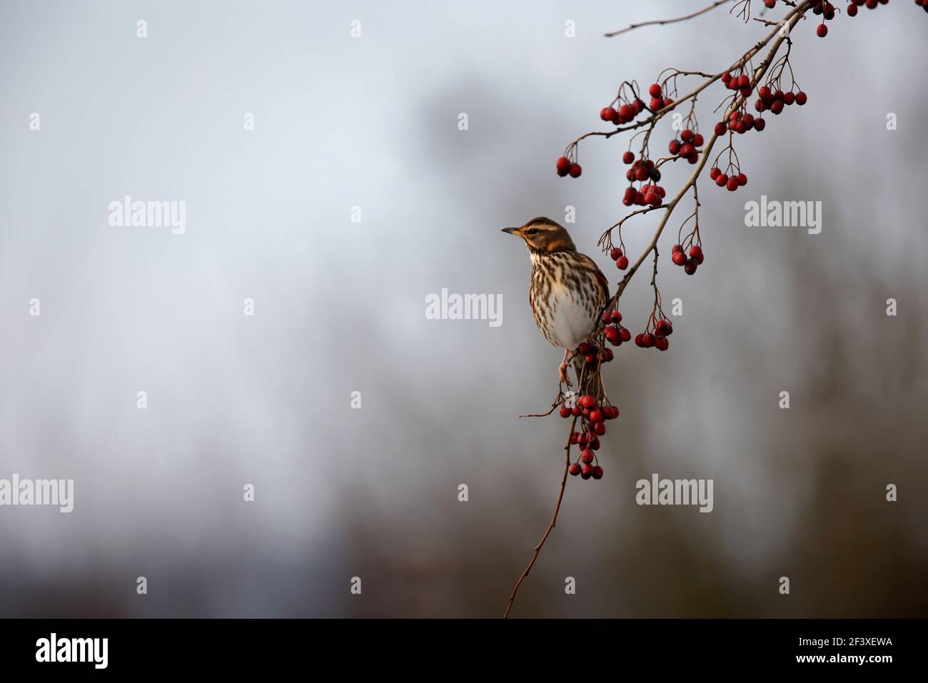 Turdus iliacus Redwing feeding on red berries Stock Photo